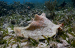 Study Finds Overharvest of Juvenile Queen Conch in Belize May be Reducing Size of Adults and Population
