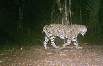 A Jaguar, Nicknamed “Short-Tail,” Becomes Living Symbol of Transboundary Conservation