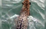 Footage Shows Rare Glimpse of Jaguar Swimming through Lagoon in Belize