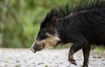 The "Hairy Canary" in the Coal Mine: A New Report Finds that White-Lipped Peccaries have been Eliminated from 87 Percent of their Historical Range