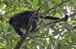 WCS’s Queens Zoo Helps Howler Monkeys Thrive in Belize