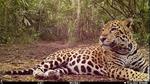 The Jaguar in the biological corridor of the Forests of Mesoamerica. International Jaguar Day