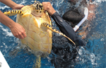 Belize’s Glover’s Reef Providing Refuge For New Generation of Sea Turtles