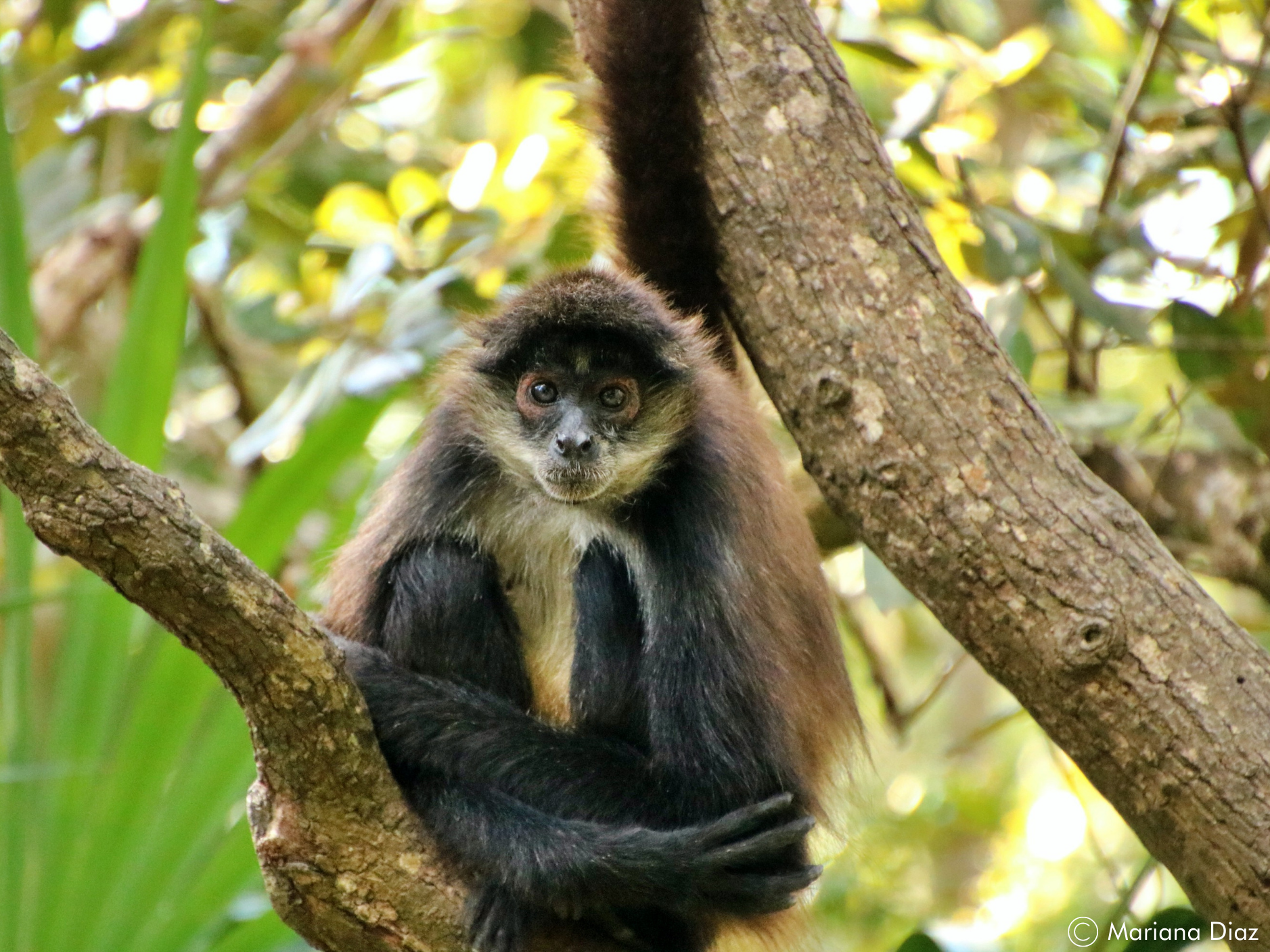 spider-monkey-wcs