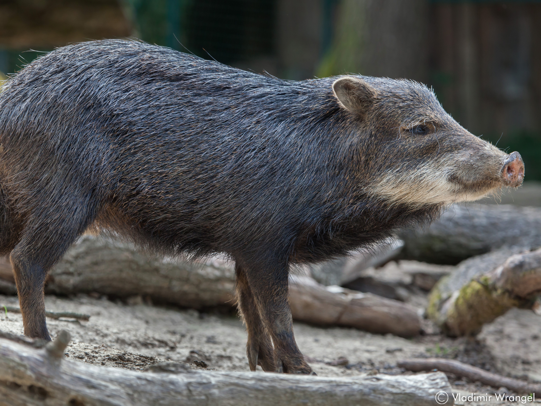 white-lipped-peccary-wcs